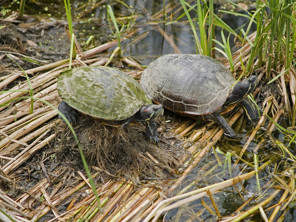 Turtles sunning in Ben Brenman Park