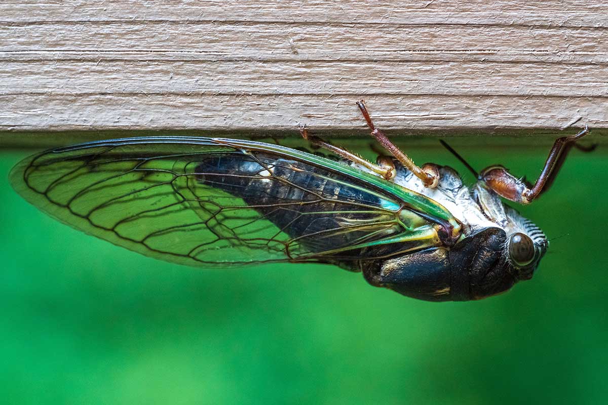 cicadas